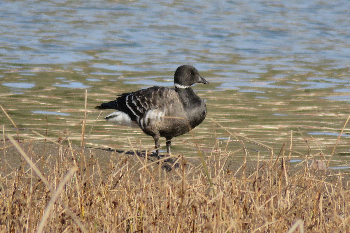 Brant (Black) - ML130500131