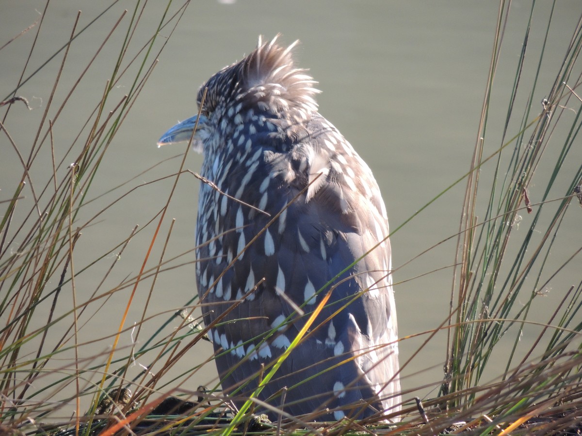 Black-crowned Night Heron - ML130500961