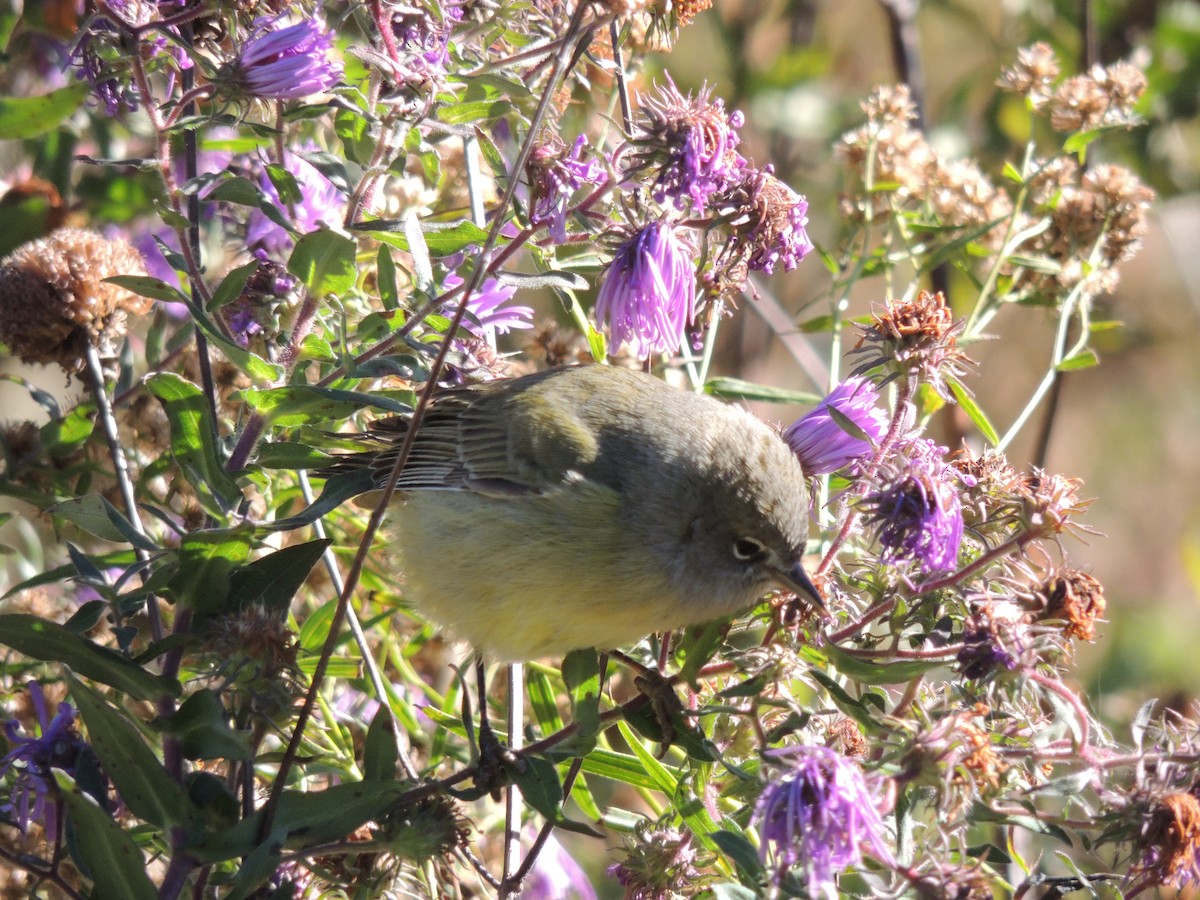 Orange-crowned Warbler - ML130501011