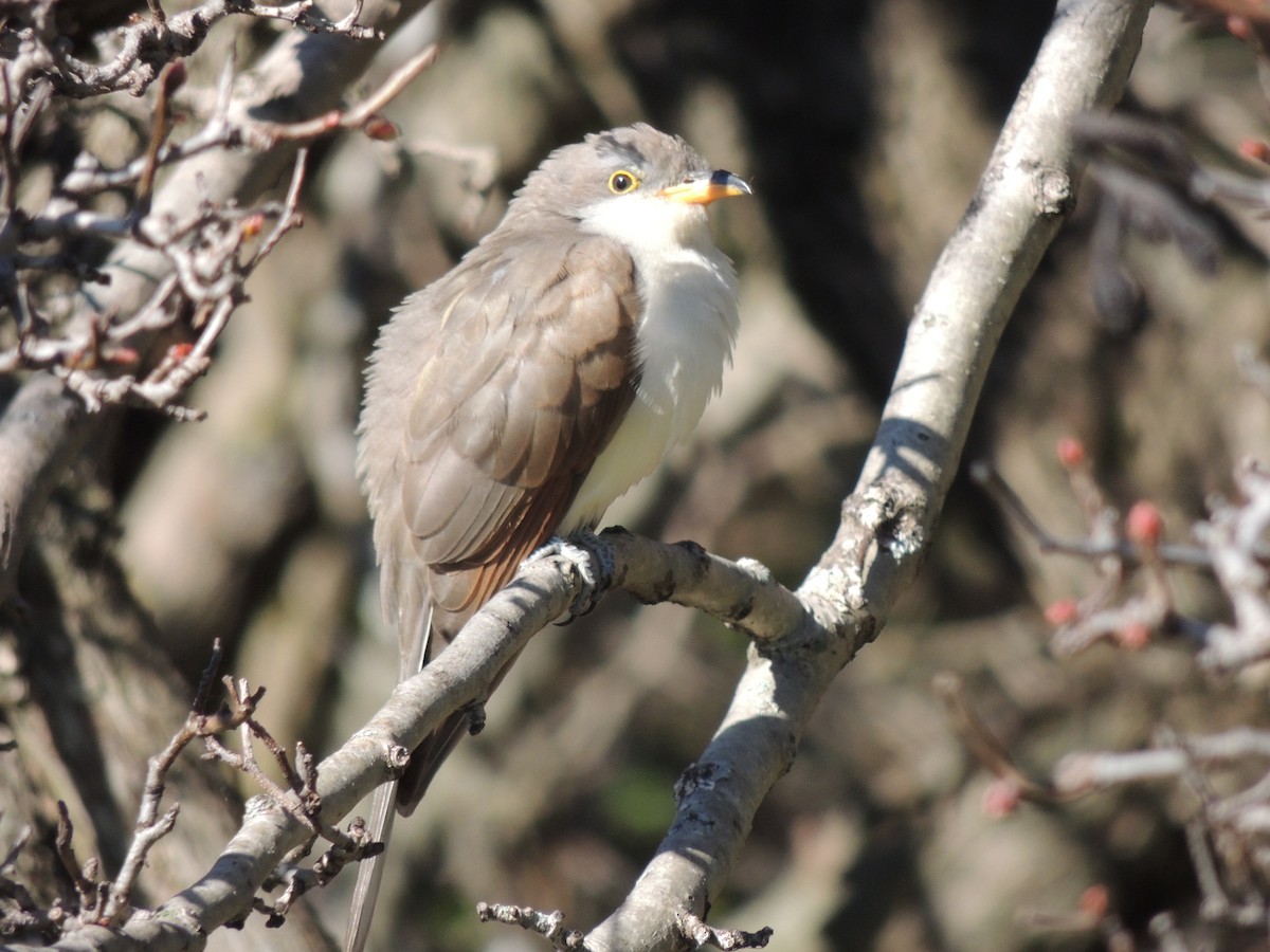 Yellow-billed Cuckoo - ML130501031