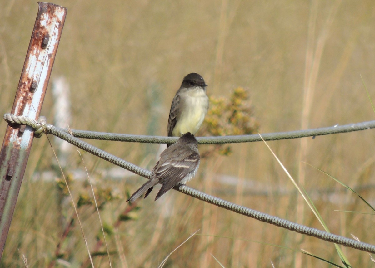 Eastern Phoebe - ML130501241