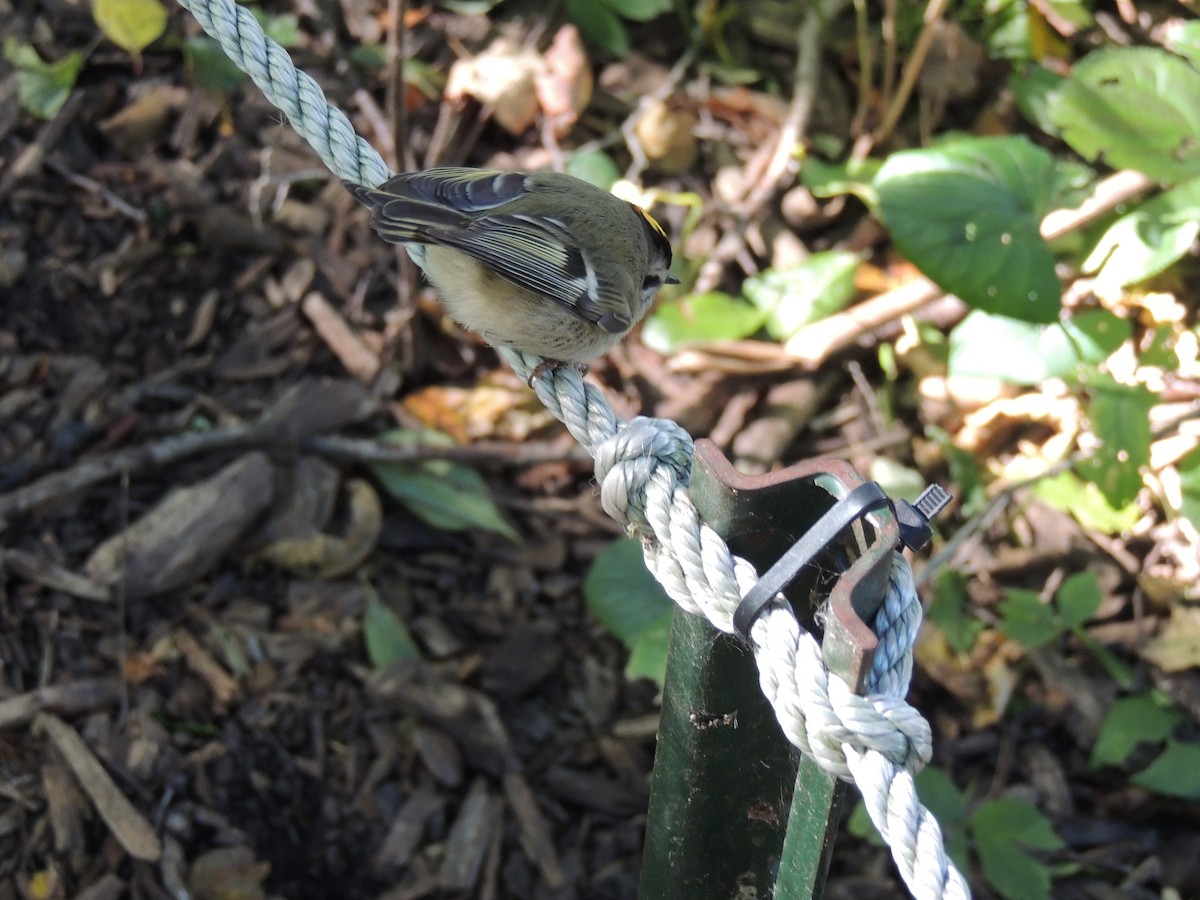 Golden-crowned Kinglet - ML130501271