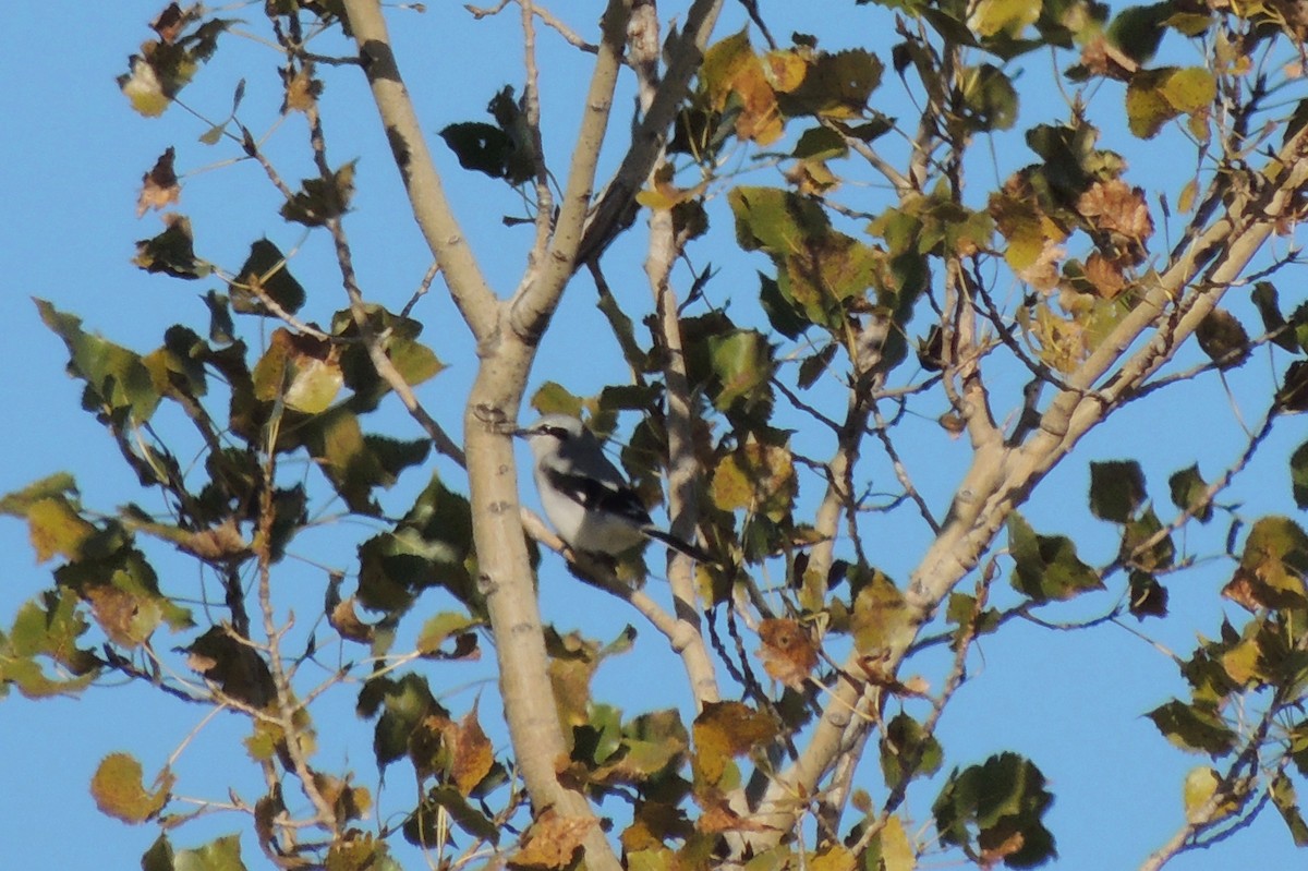 Northern Shrike - ML130501281