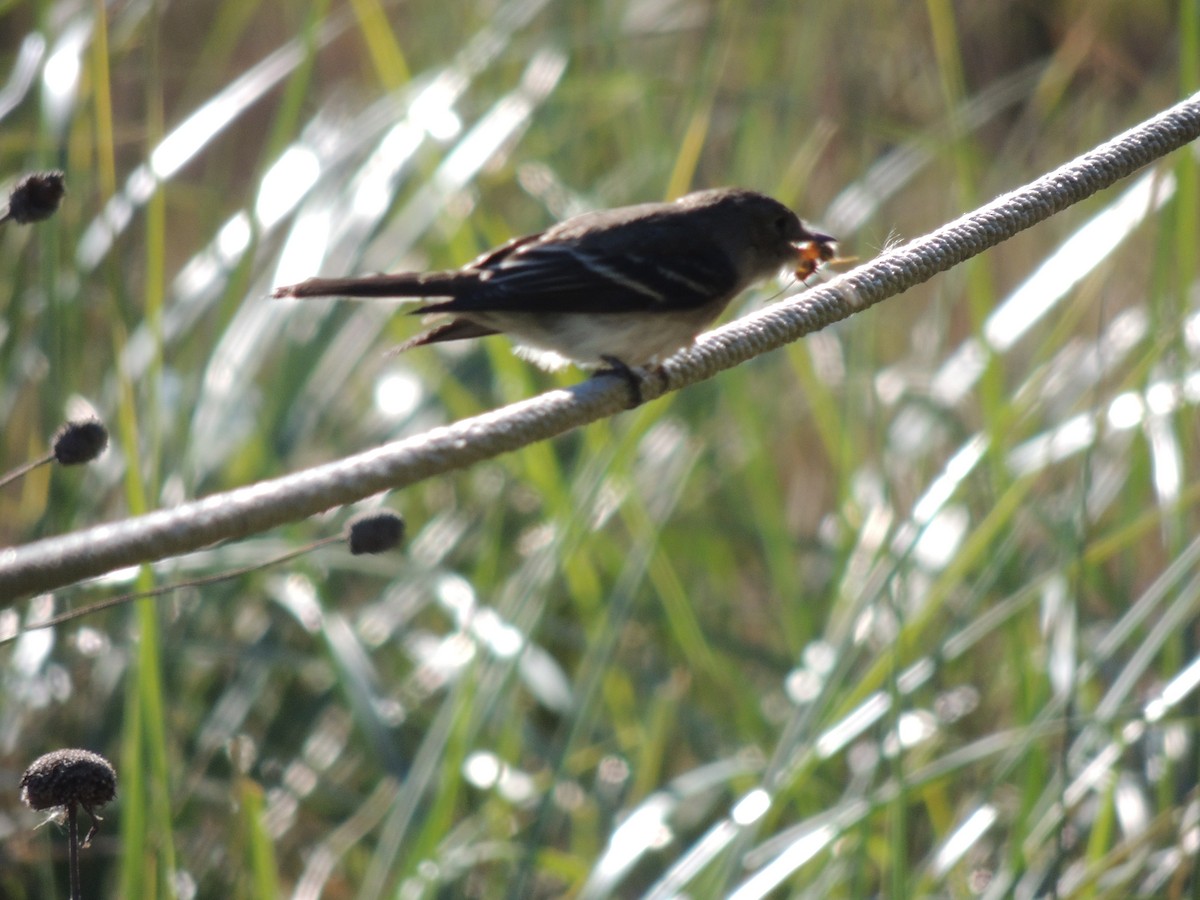 Eastern Wood-Pewee - ML130501421