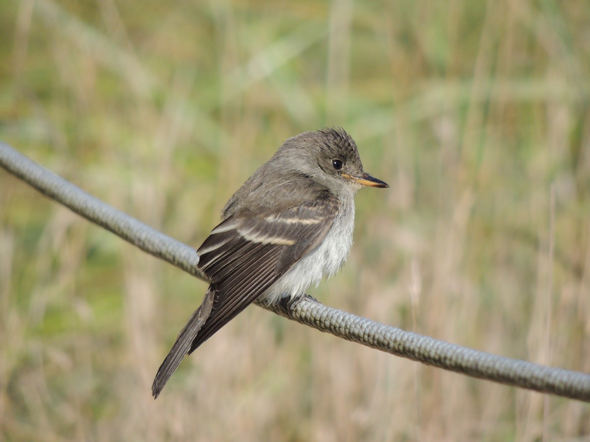 Eastern Wood-Pewee - ML130501451