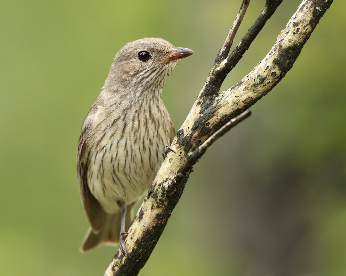 Rufous Whistler - David Ongley