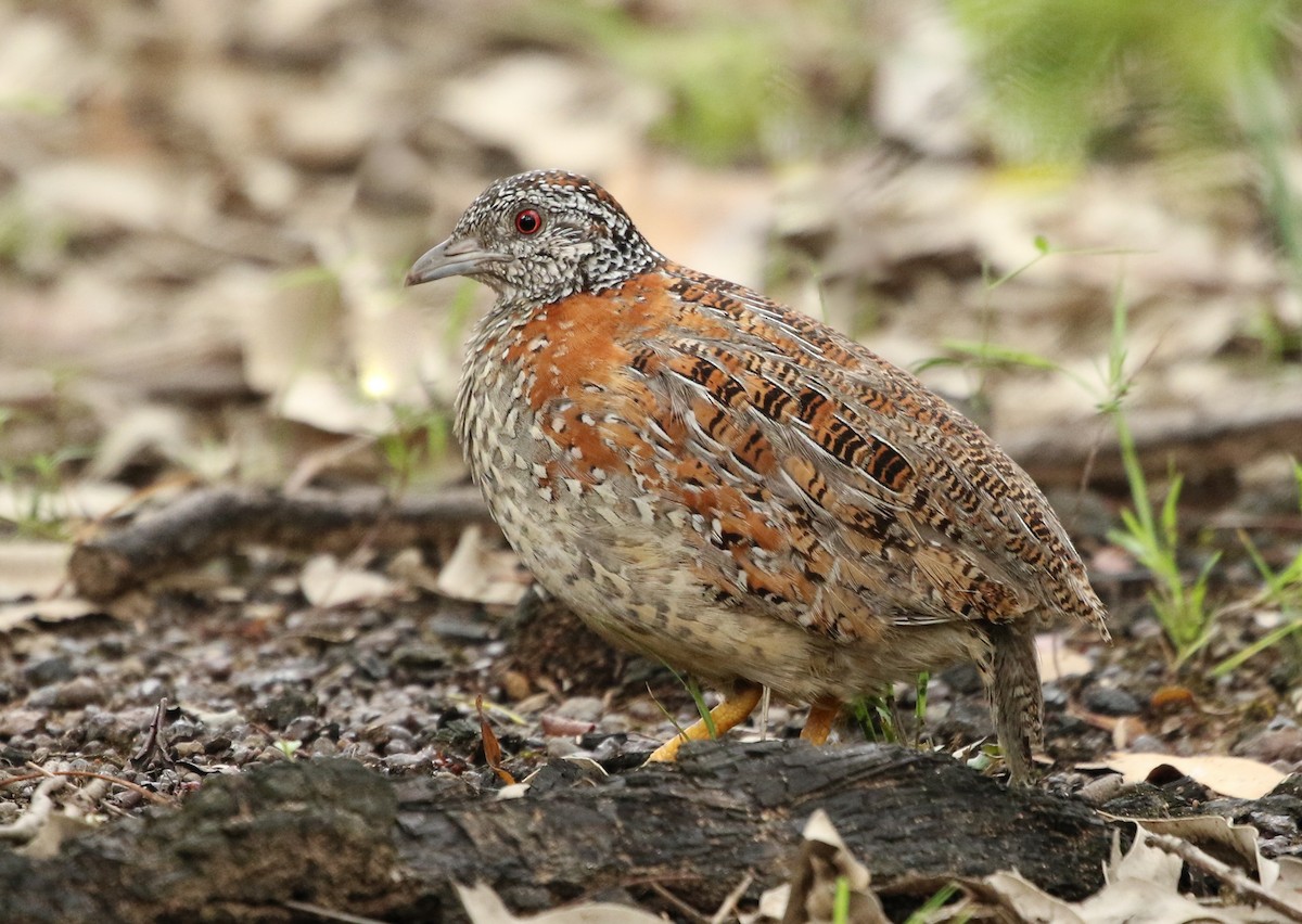 Painted Buttonquail - David Ongley