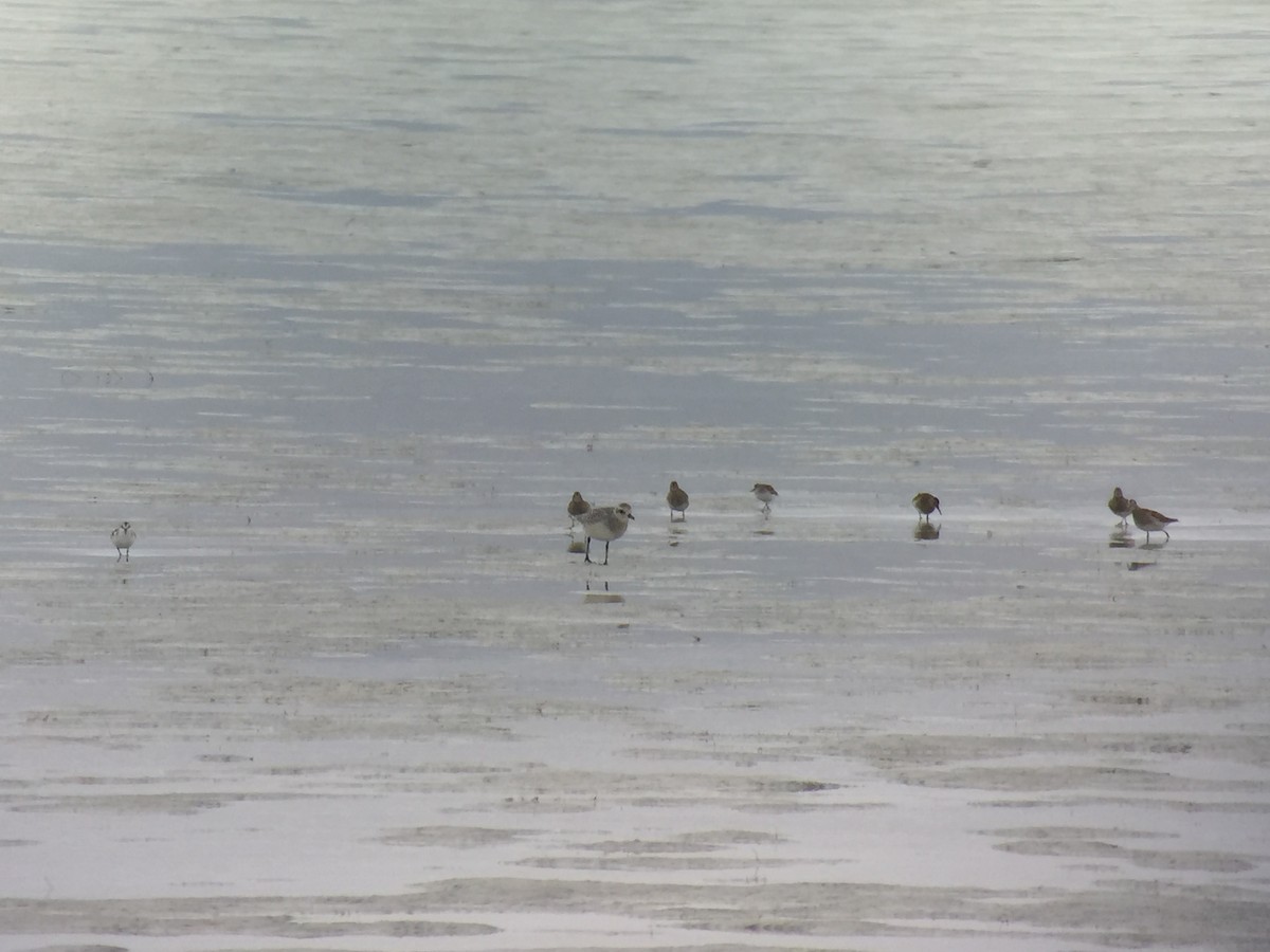 Sanderling - ML130505571