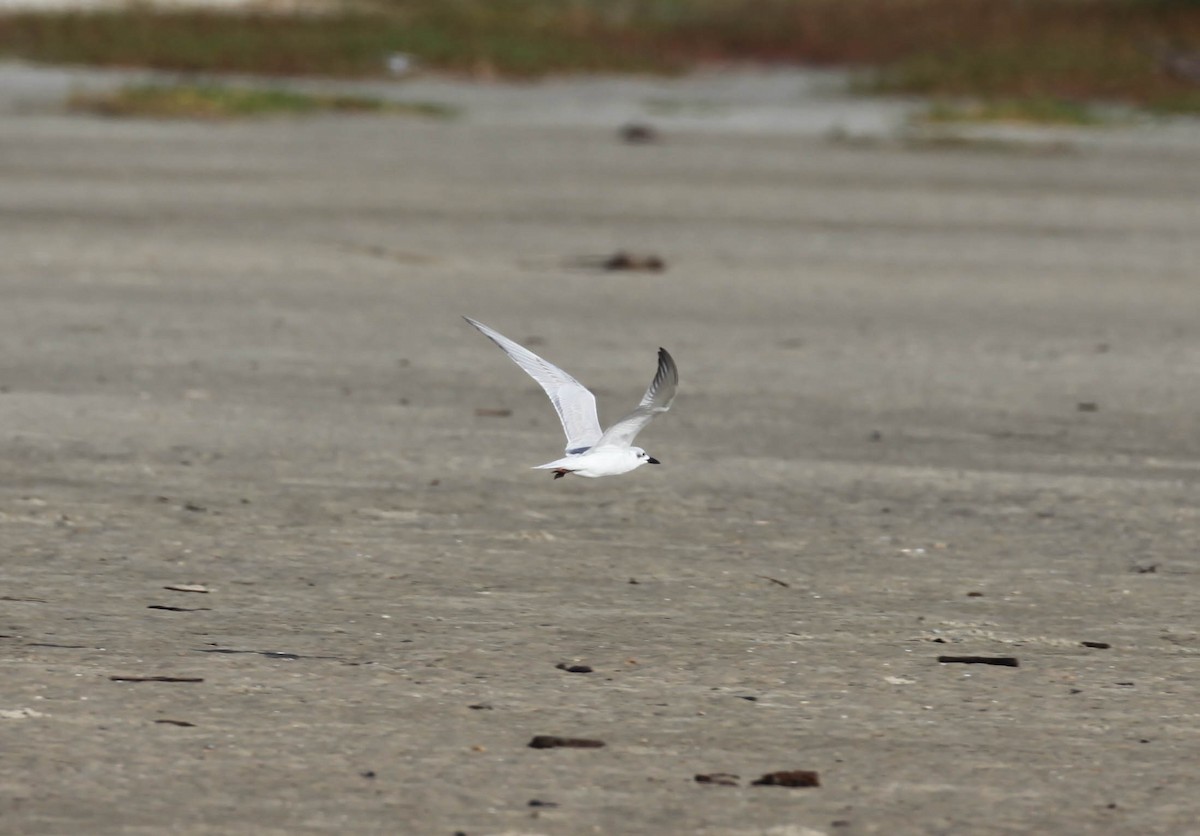 Gull-billed Tern - ML130505681