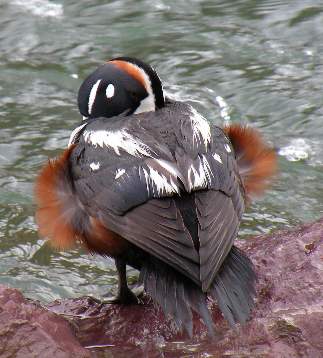 Harlequin Duck - ML130505831