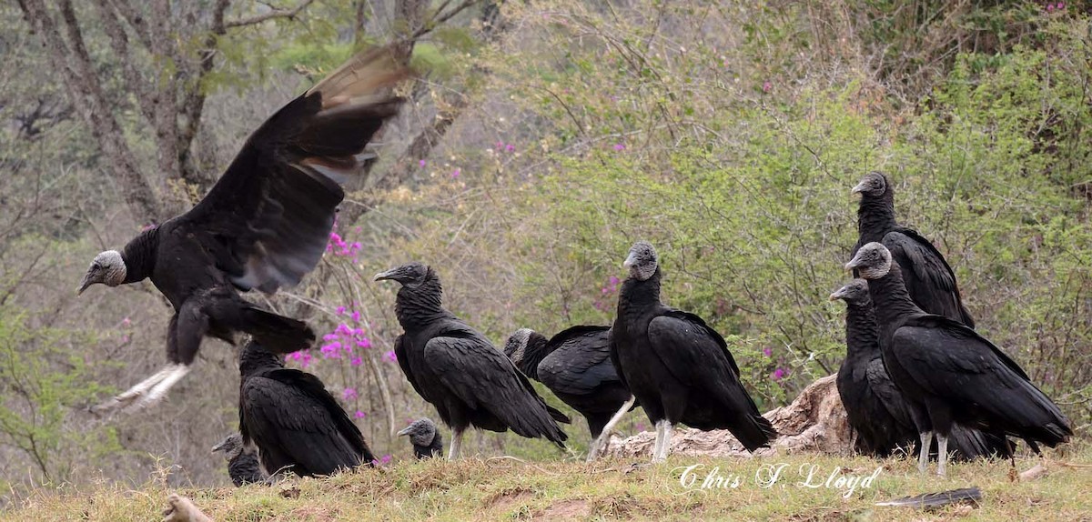 Black Vulture - Chris Lloyd