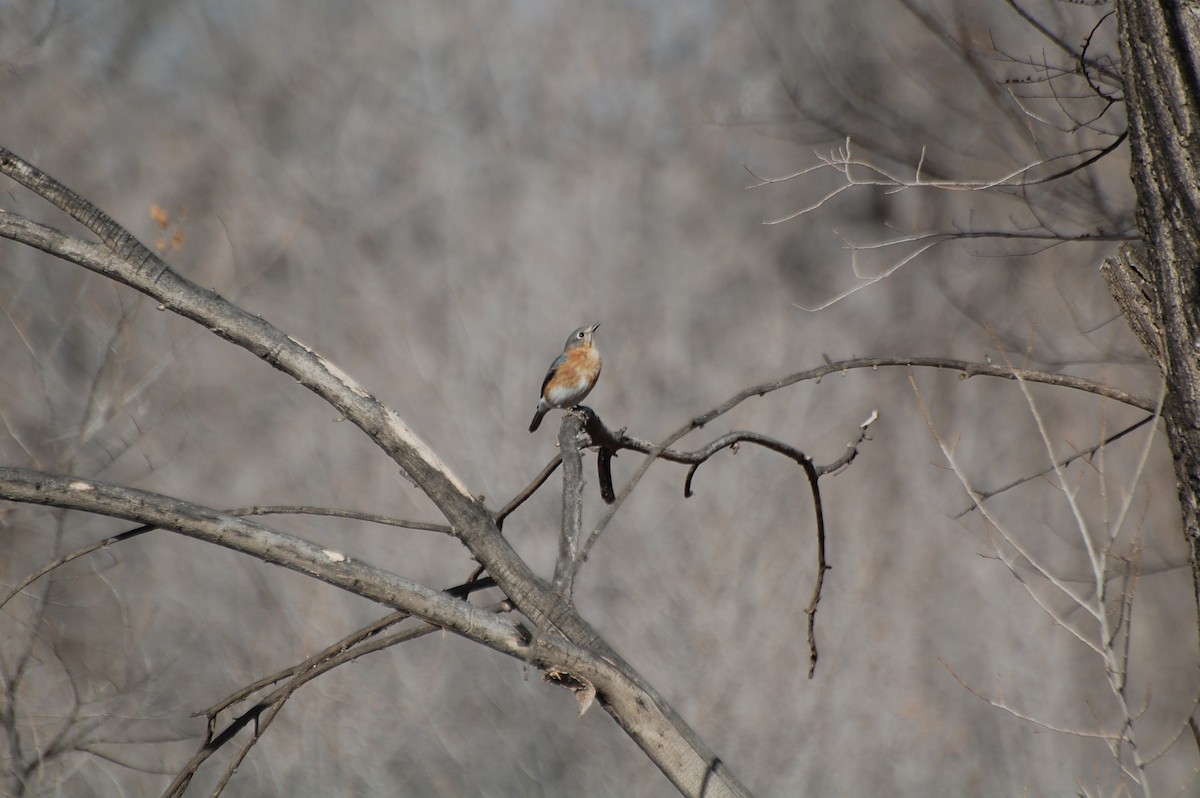 Eastern Bluebird - ML130506451