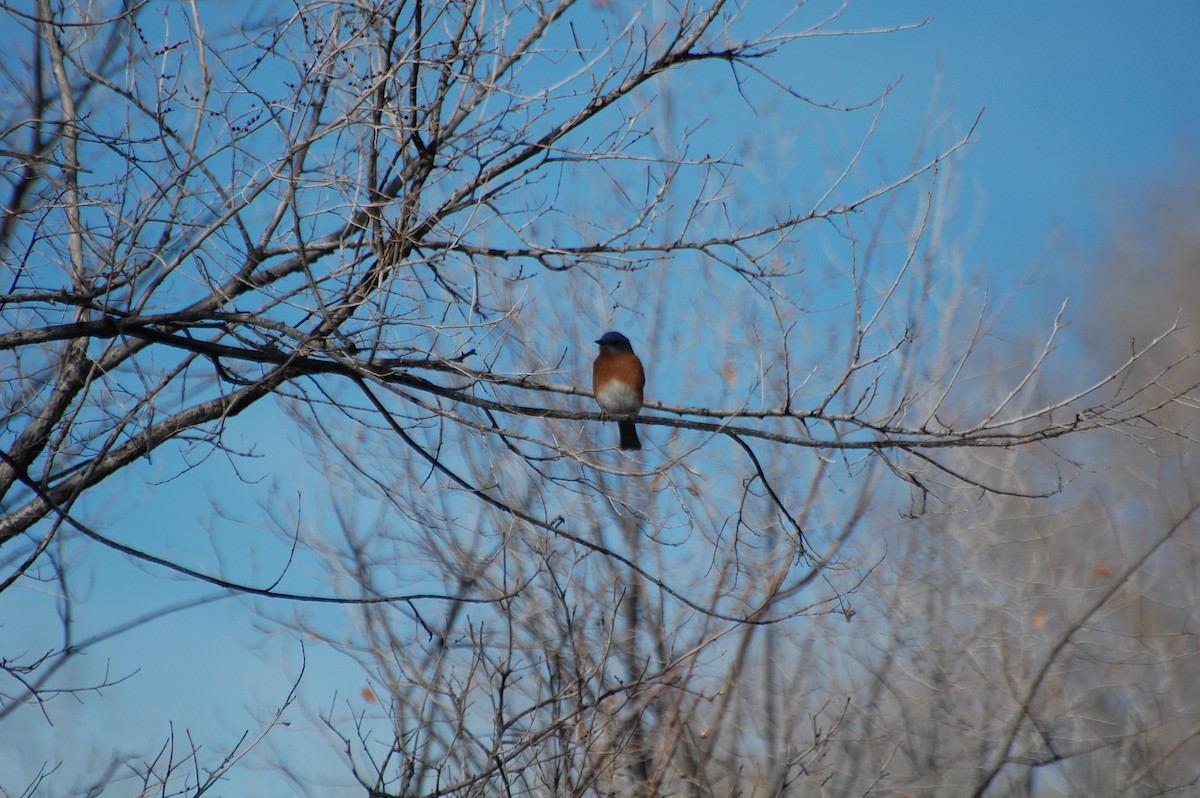 Eastern Bluebird - Owen Sinkus