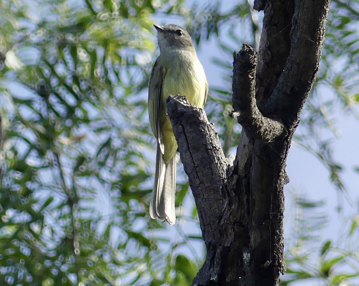 Greenish Elaenia - ML130506881