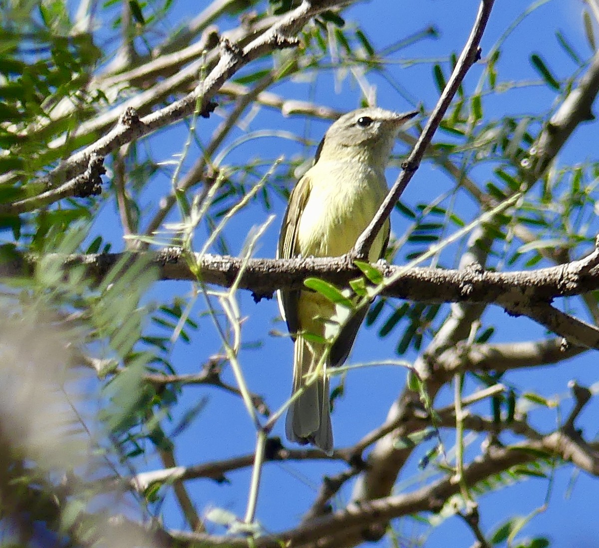 Greenish Elaenia - ML130506931