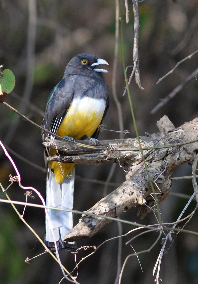 trogon žlutobřichý - ML130509851