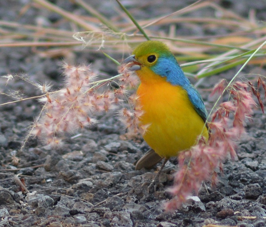 Orange-breasted Bunting - ML130509861