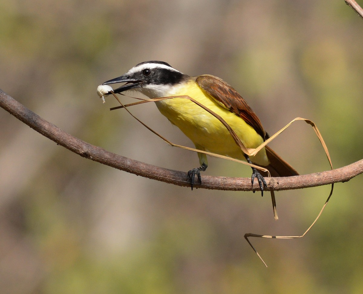 Great Kiskadee - Chris Lloyd