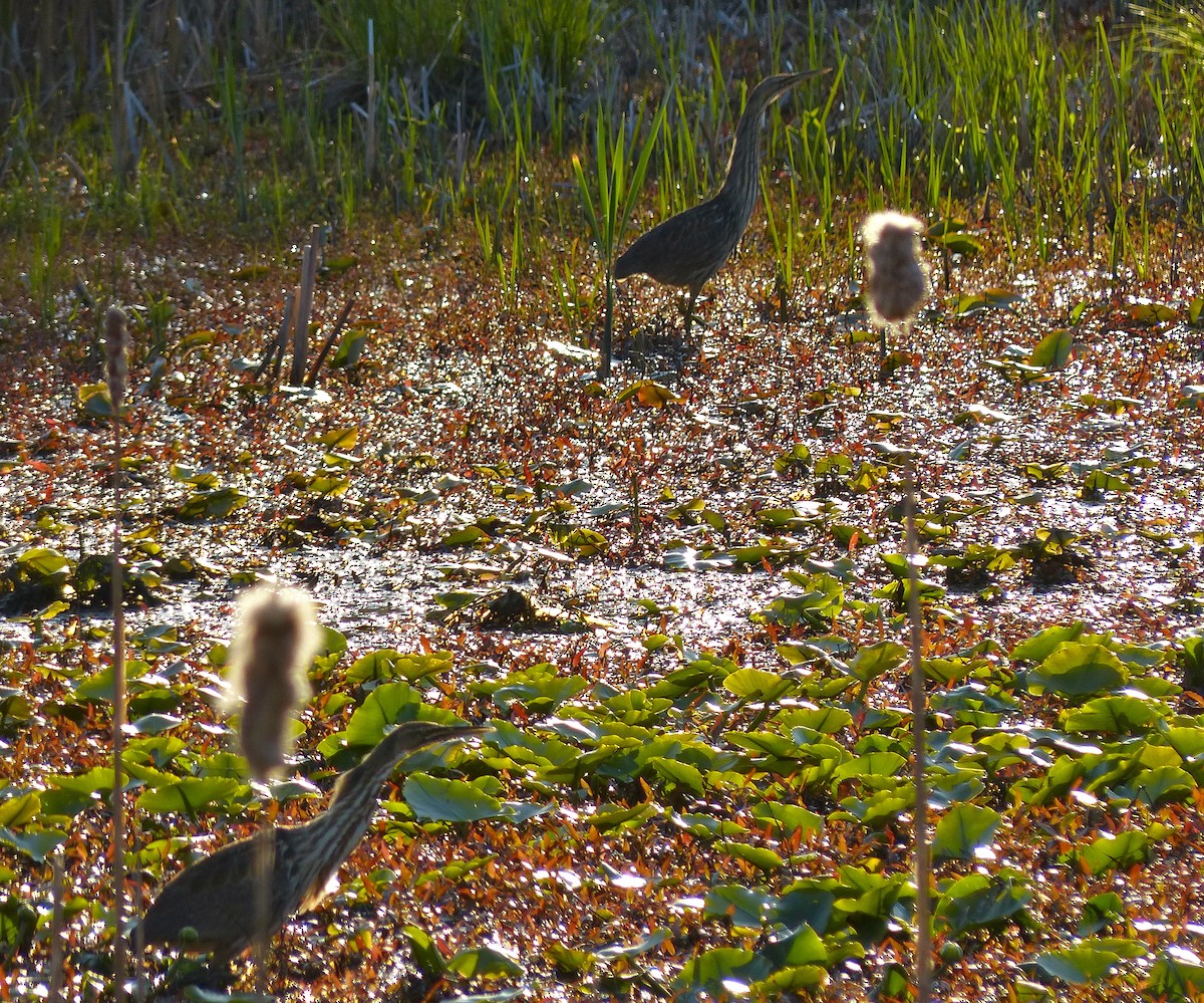 American Bittern - ML130511851