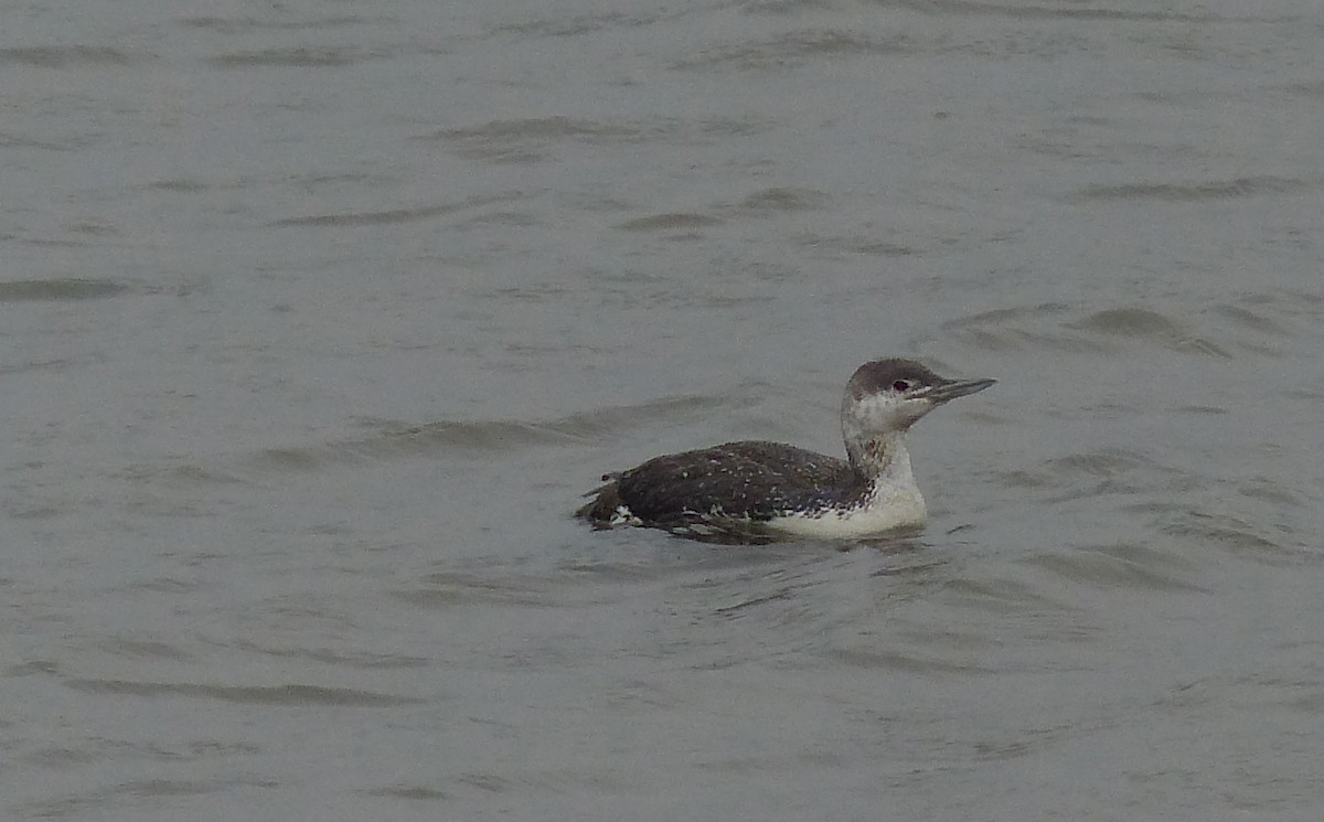 Red-throated Loon - ML130512021