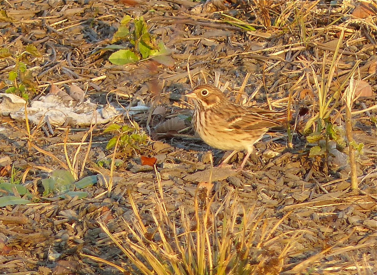 Vesper Sparrow - ML130512711