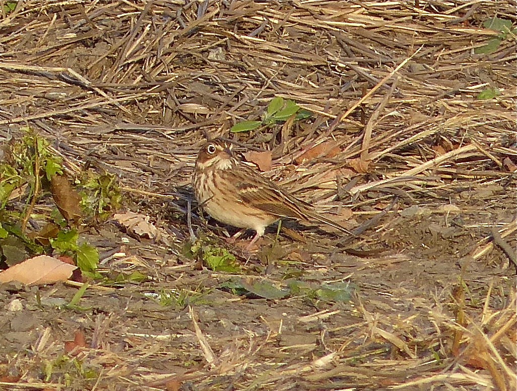 Vesper Sparrow - ML130512721