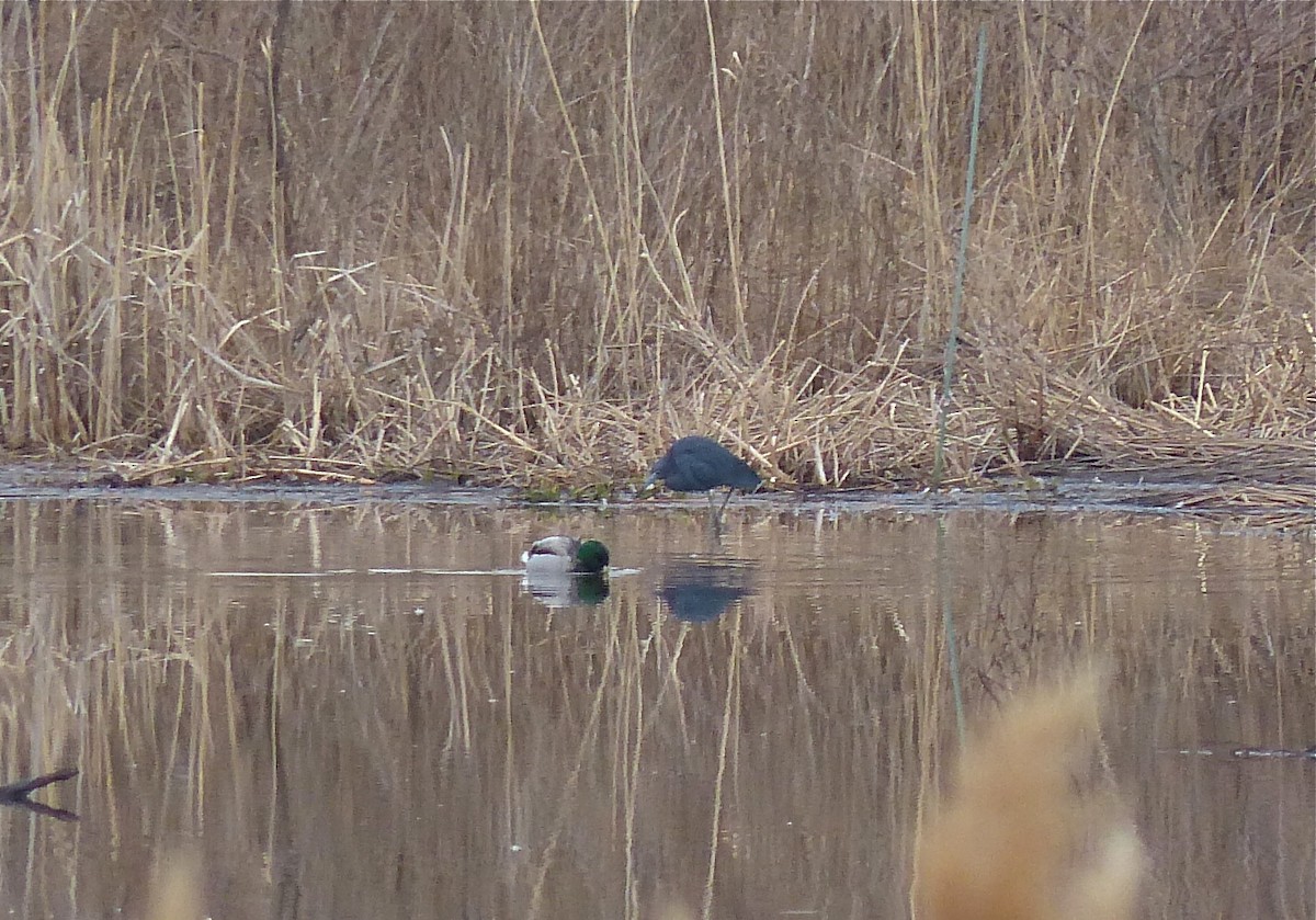 Little Blue Heron - ML130513171