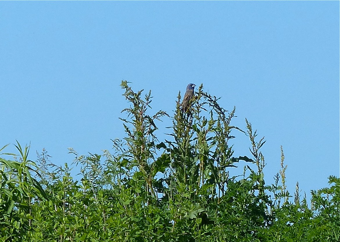 Blue Grosbeak - ML130513681