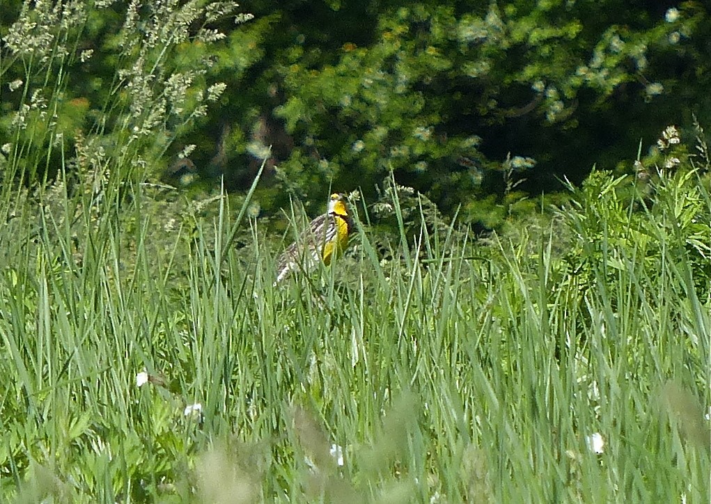 Eastern Meadowlark - ML130513701