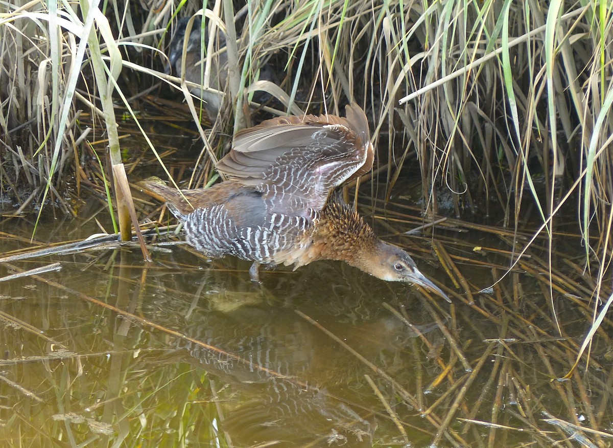 King Rail - Simon Lane