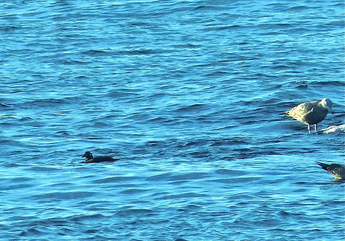 Harlequin Duck - ML130514411