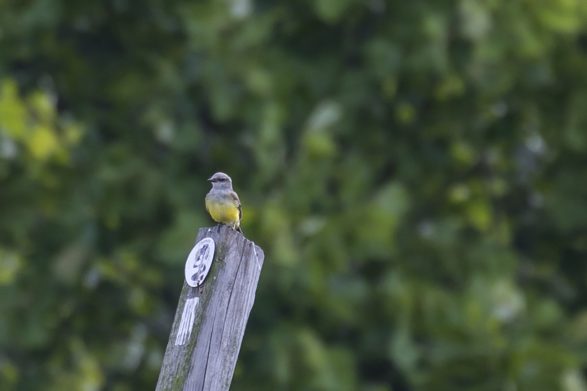 Schmalschnabel-Königstyrann - ML130515951