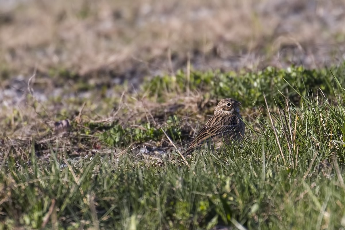 Vesper Sparrow - ML130516361