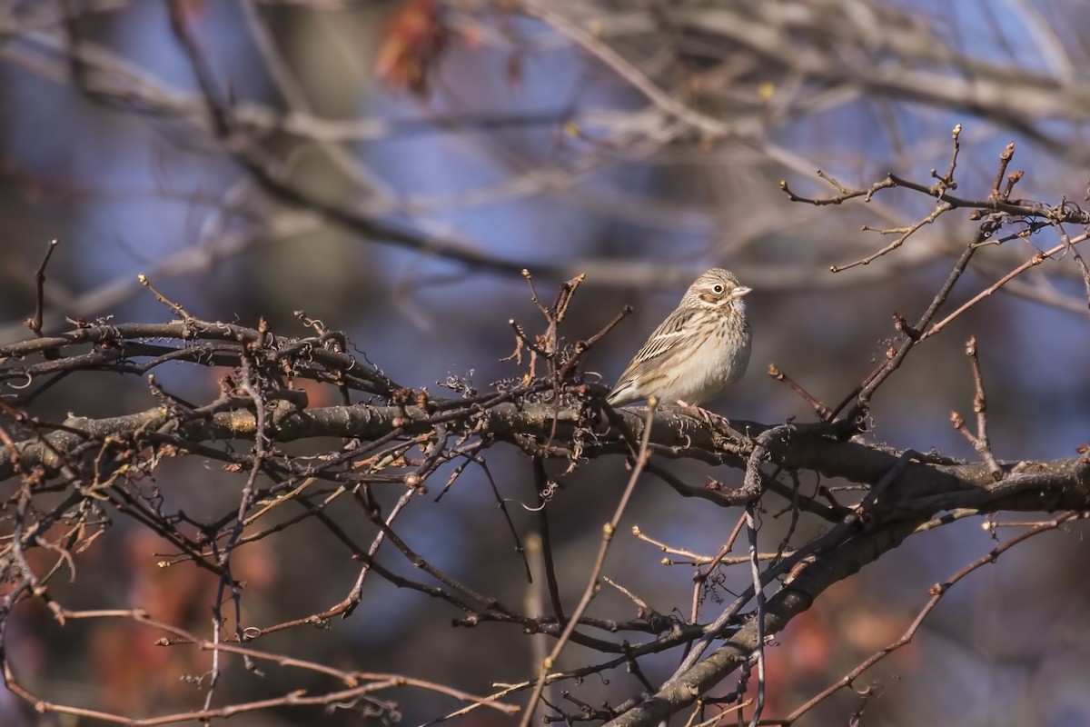 Vesper Sparrow - Simon Lane