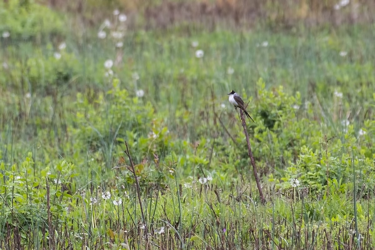 Fork-tailed Flycatcher - Simon Lane