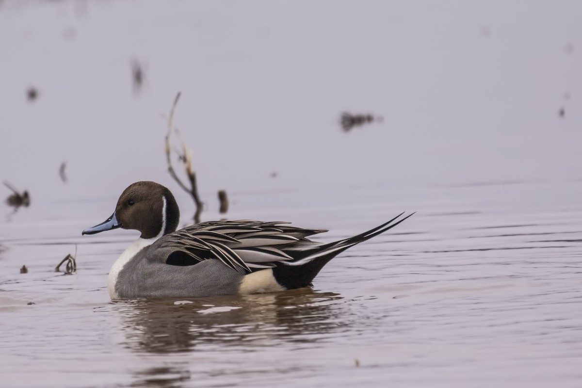 Northern Pintail - Simon Lane