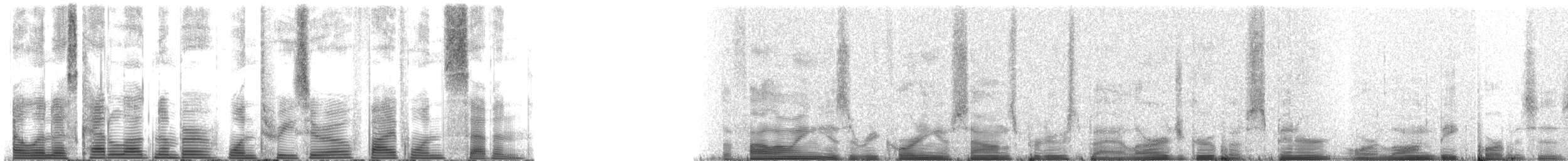 Spinner Dolphin - ML130517