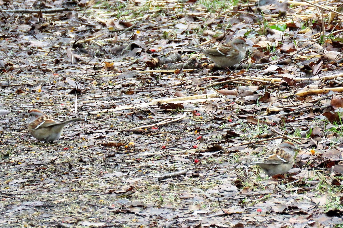 American Tree Sparrow - ML130519191