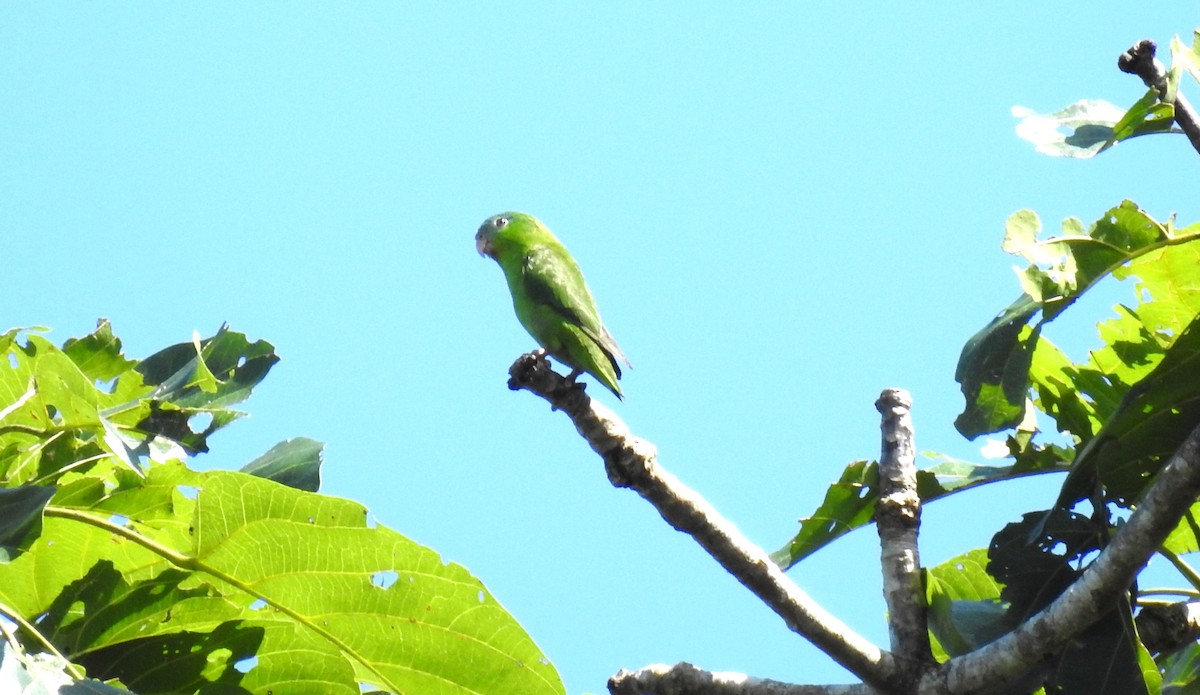 Amazonian Parrotlet - ML130519531