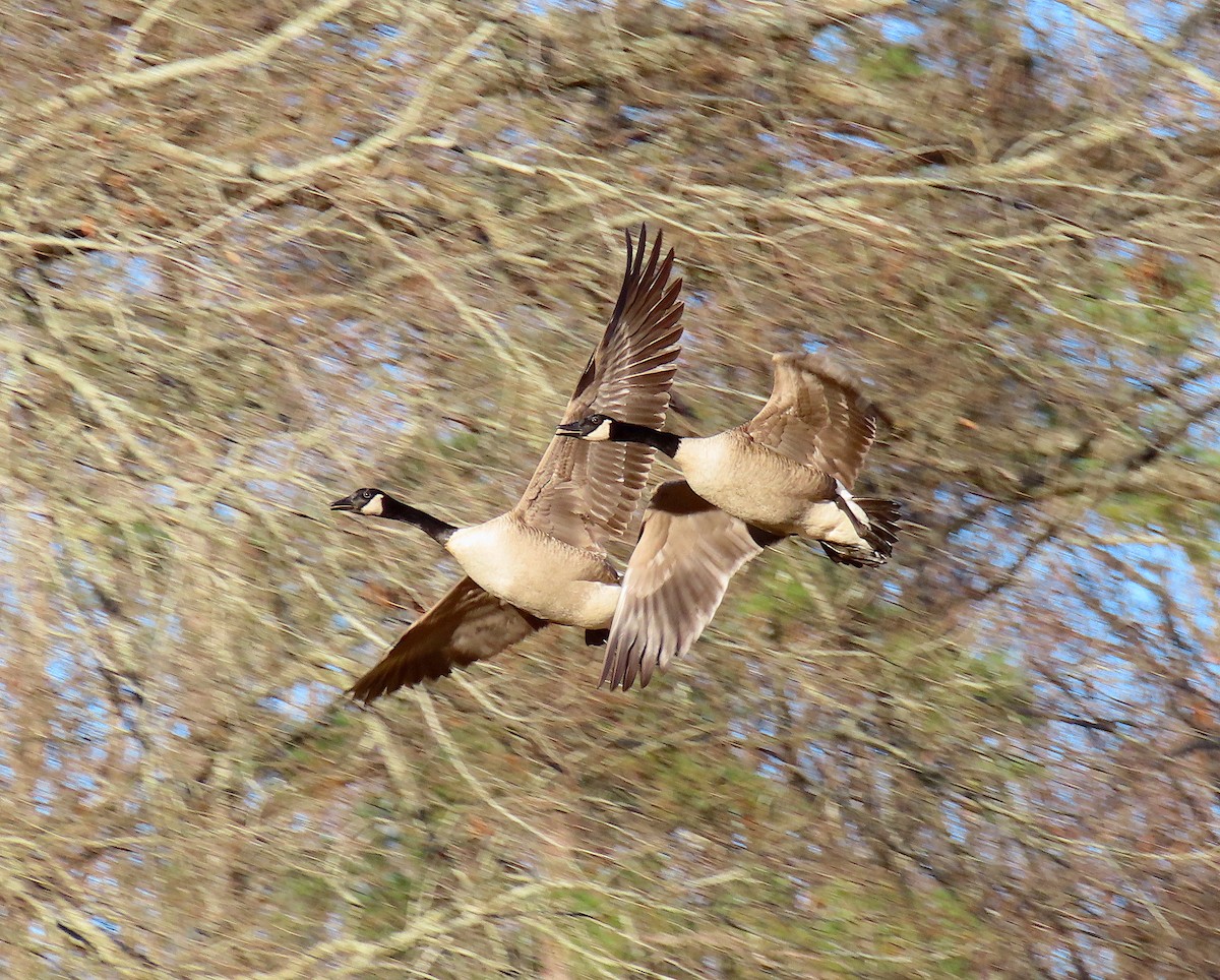 Canada Goose - ML130524861