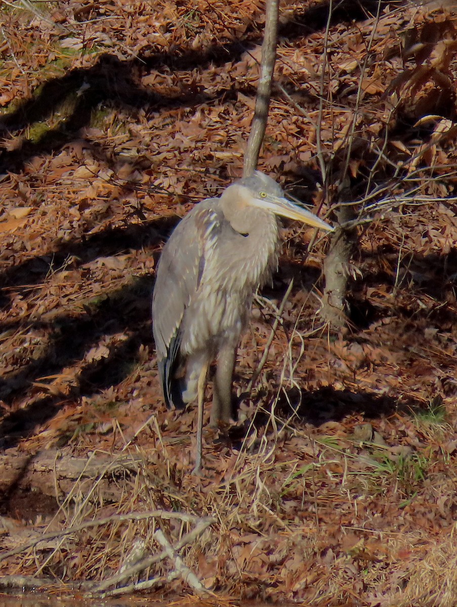 Great Blue Heron - ML130525251