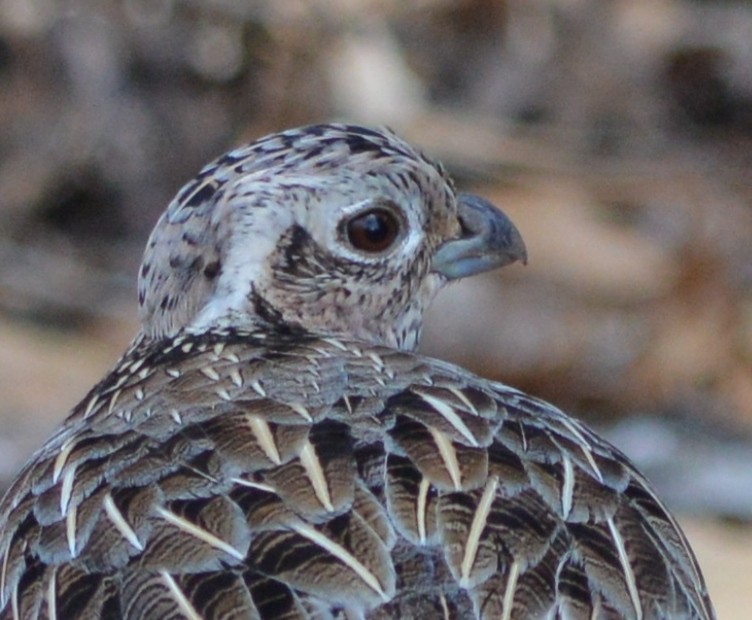 Montezuma Quail - ML130525581