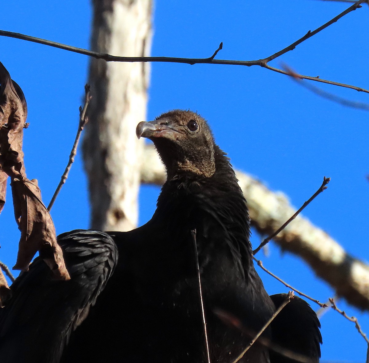 Black Vulture - ML130525711