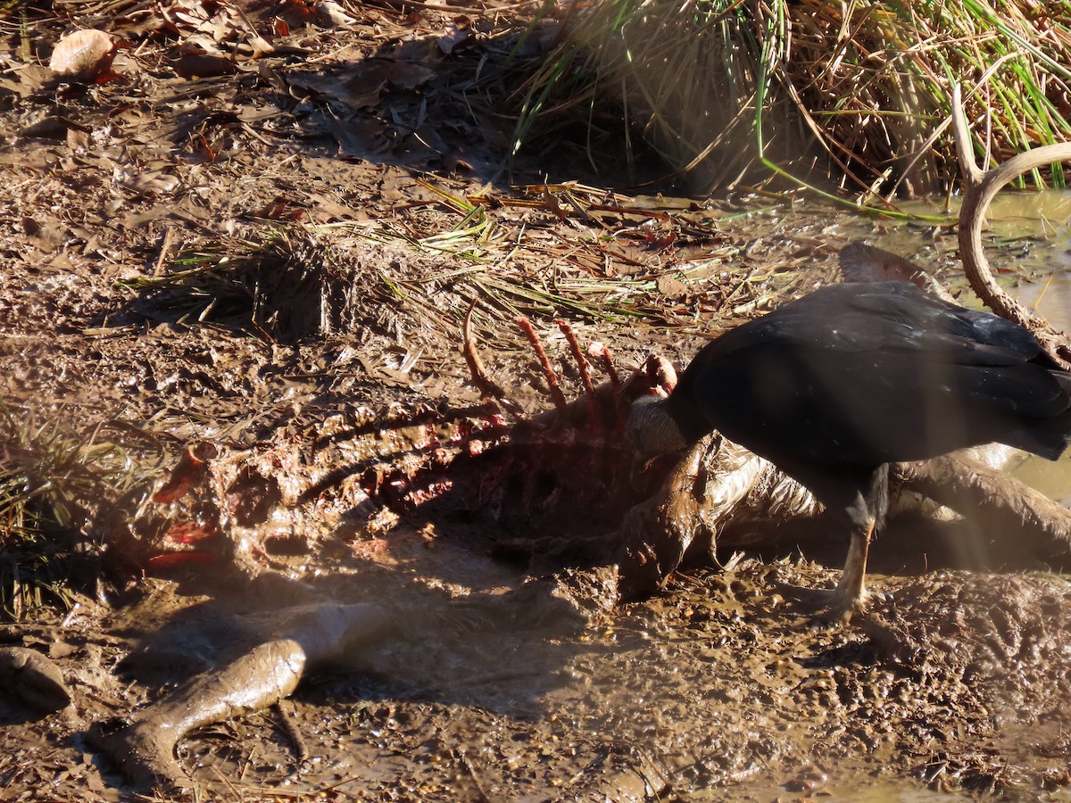 Black Vulture - ML130525771