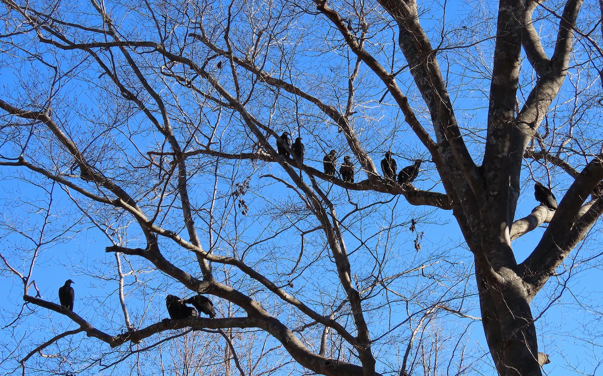 Black Vulture - ML130526141