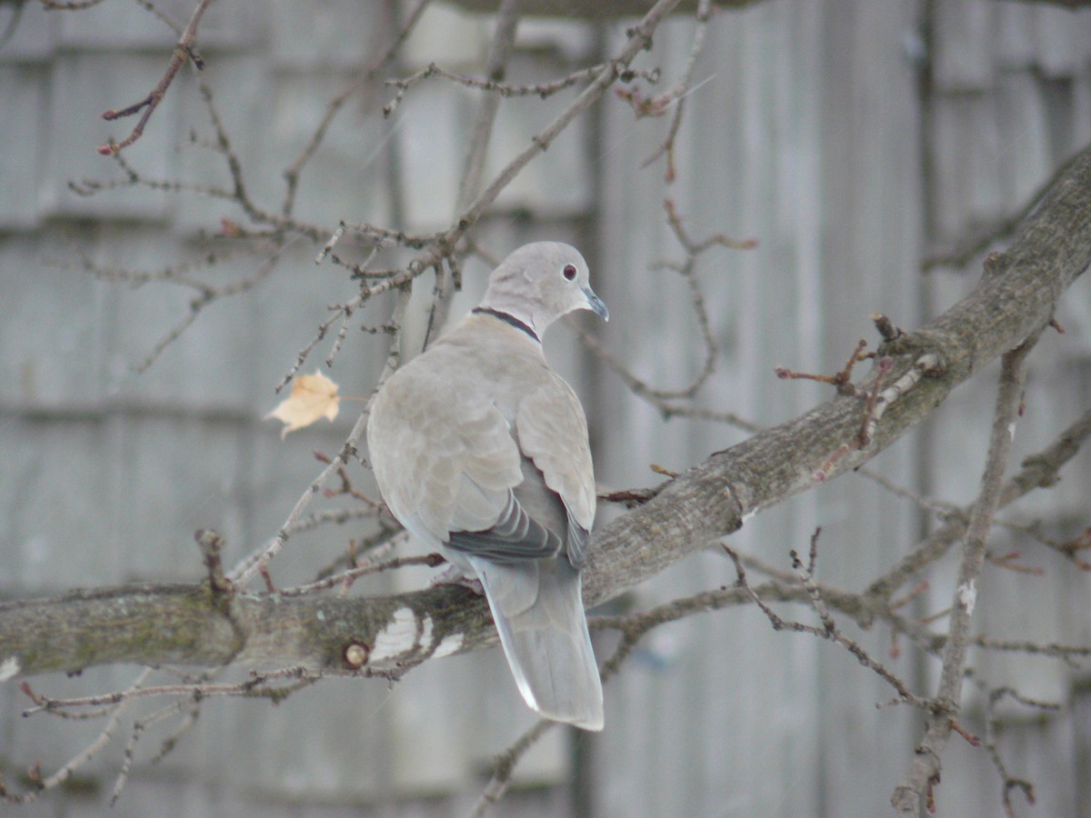 Eurasian Collared-Dove - Johanne Gaboriau