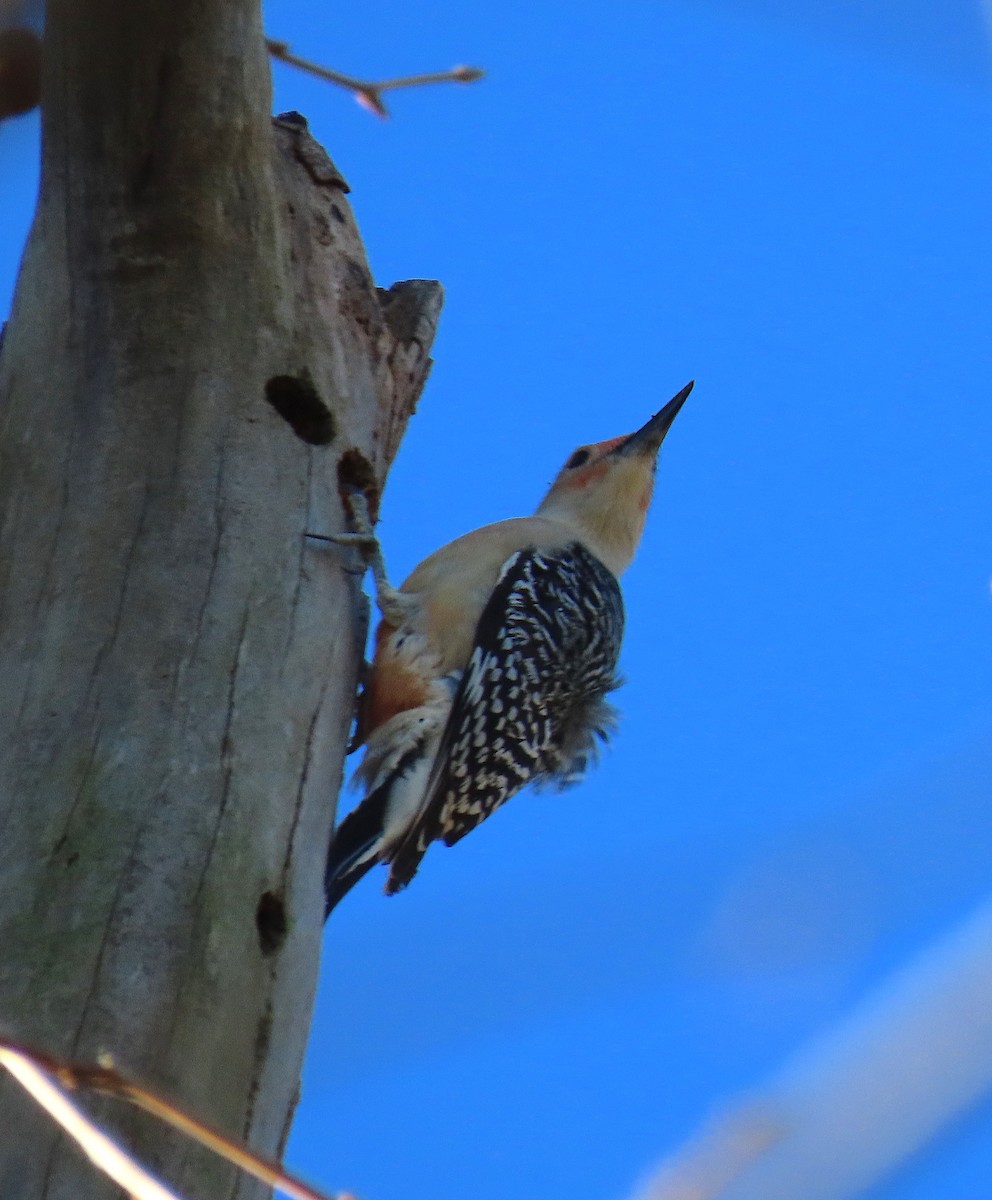 Red-bellied Woodpecker - ML130526271