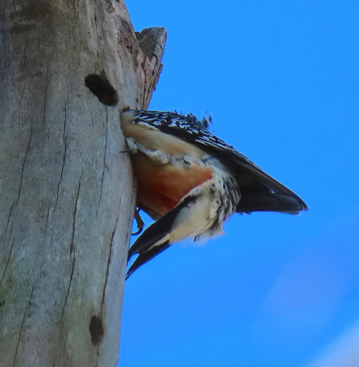 Red-bellied Woodpecker - ML130526321