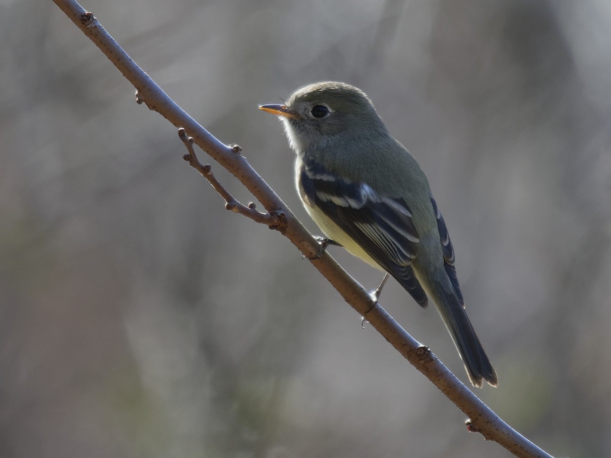 Hammond's Flycatcher - ML130526441