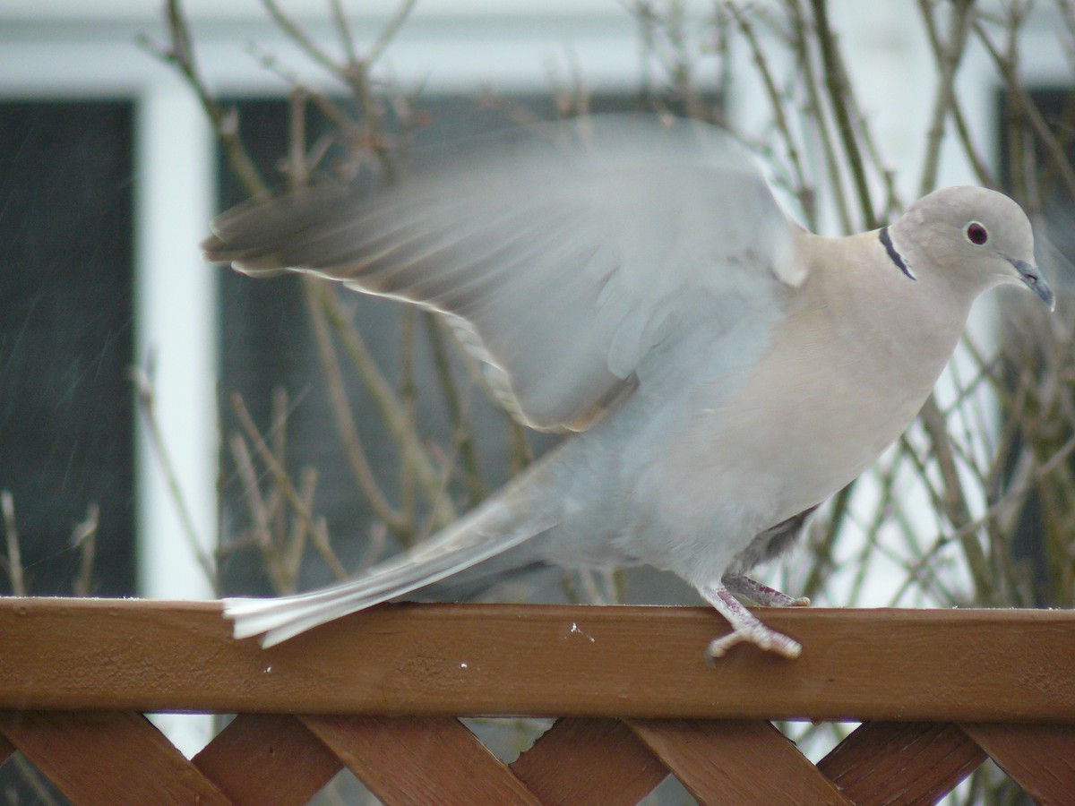 Eurasian Collared-Dove - Johanne Gaboriau